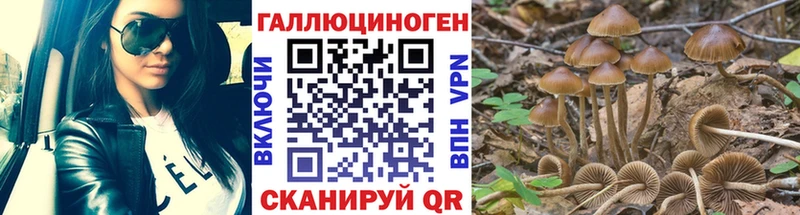 Купить где  Гвардейск  Галлюциногенные грибы Psilocybe 